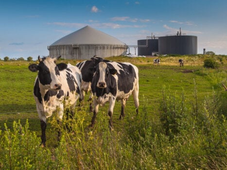 Philippines reuses animal waste for biogas with new digester